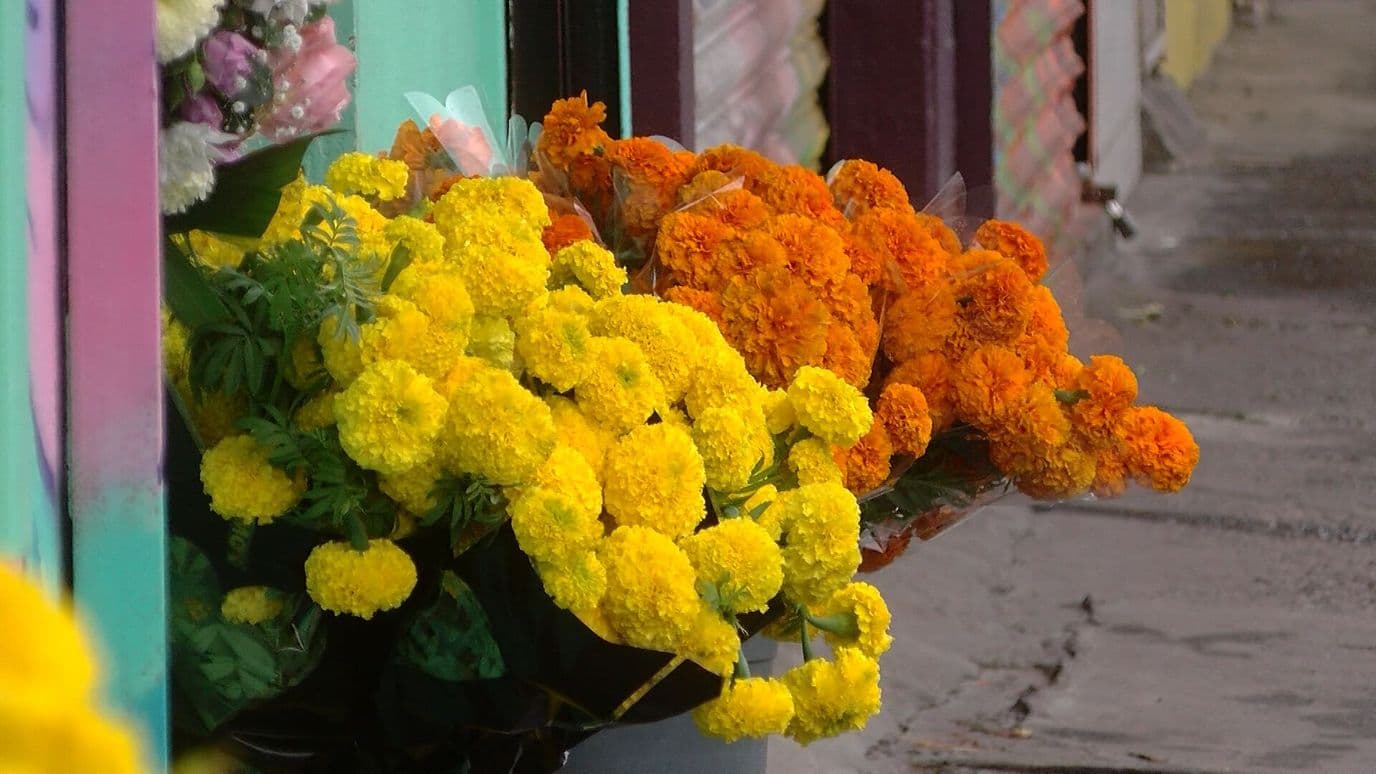 Comerciantes Esperan Repunte en Venta de Cempasúchil por Día de Muertos 2026 en Tijuana