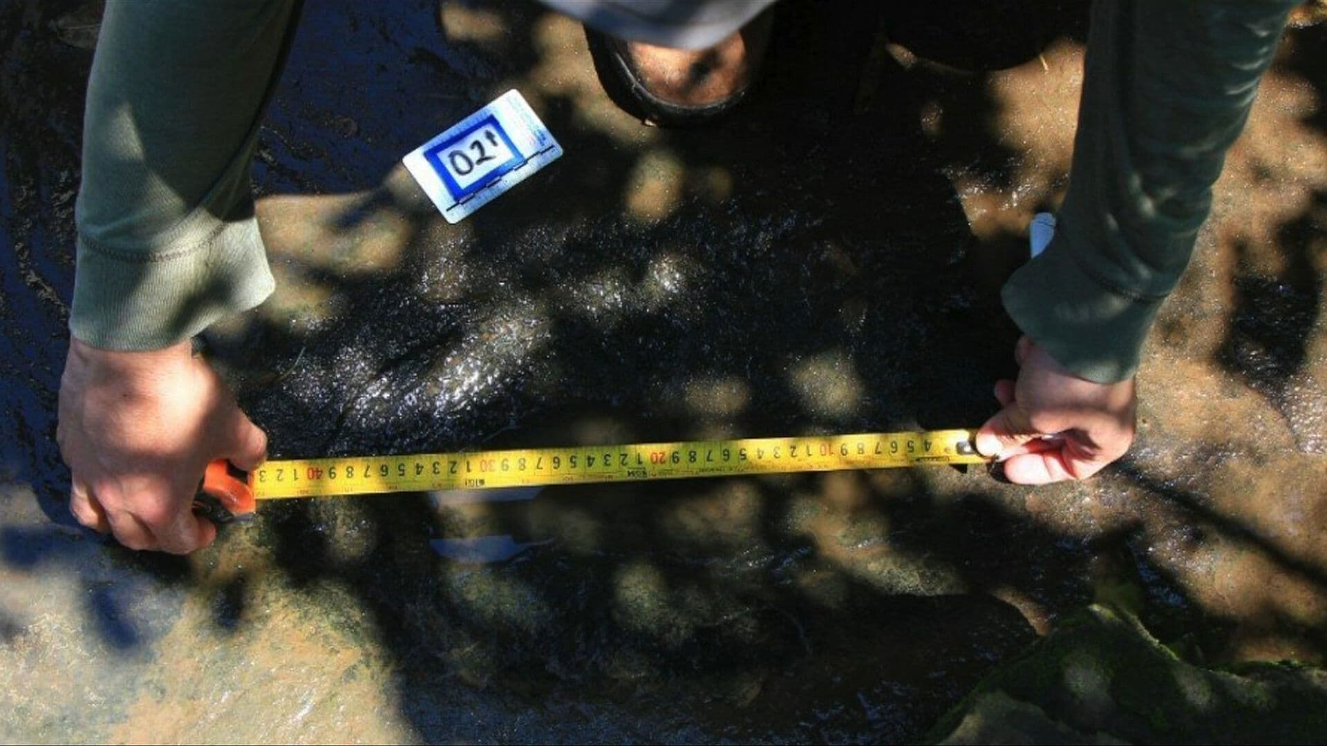 Descubren Huellas de Dinosaurios de Hace 65 Millones de Años en Michoacán