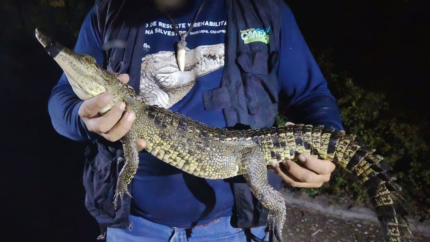 Cocodrilo Hembra Moreletii Fugaz Capturado Profepa en Laguna San Baltazar Campeche Puebla