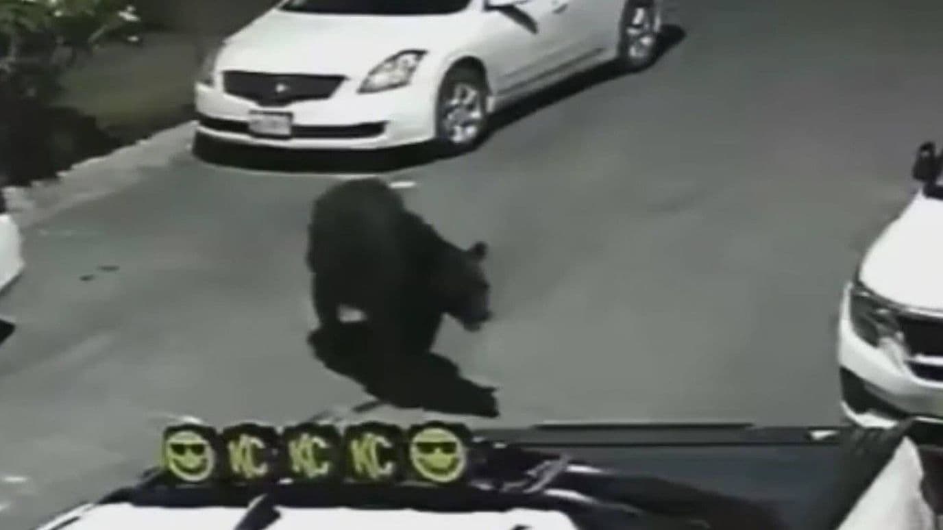 Busca Oso Comida en Basureros en Col. Del Paseo Residencial en Monterrey