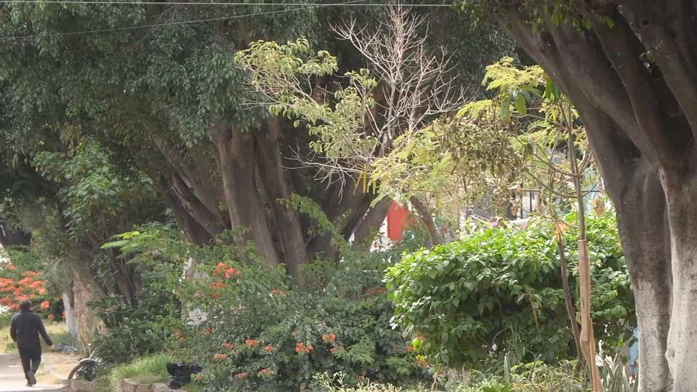 Vecinos de Las Huertas en León se Quejan de Plaga de Pájaros que Afectan la Zona
