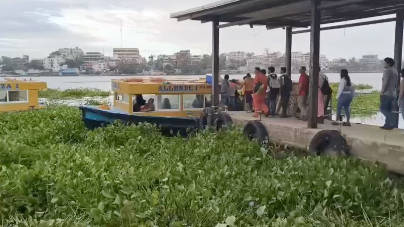Lirio y Palotada Invaden Río Coatzacoalcos al Sur de Veracruz
