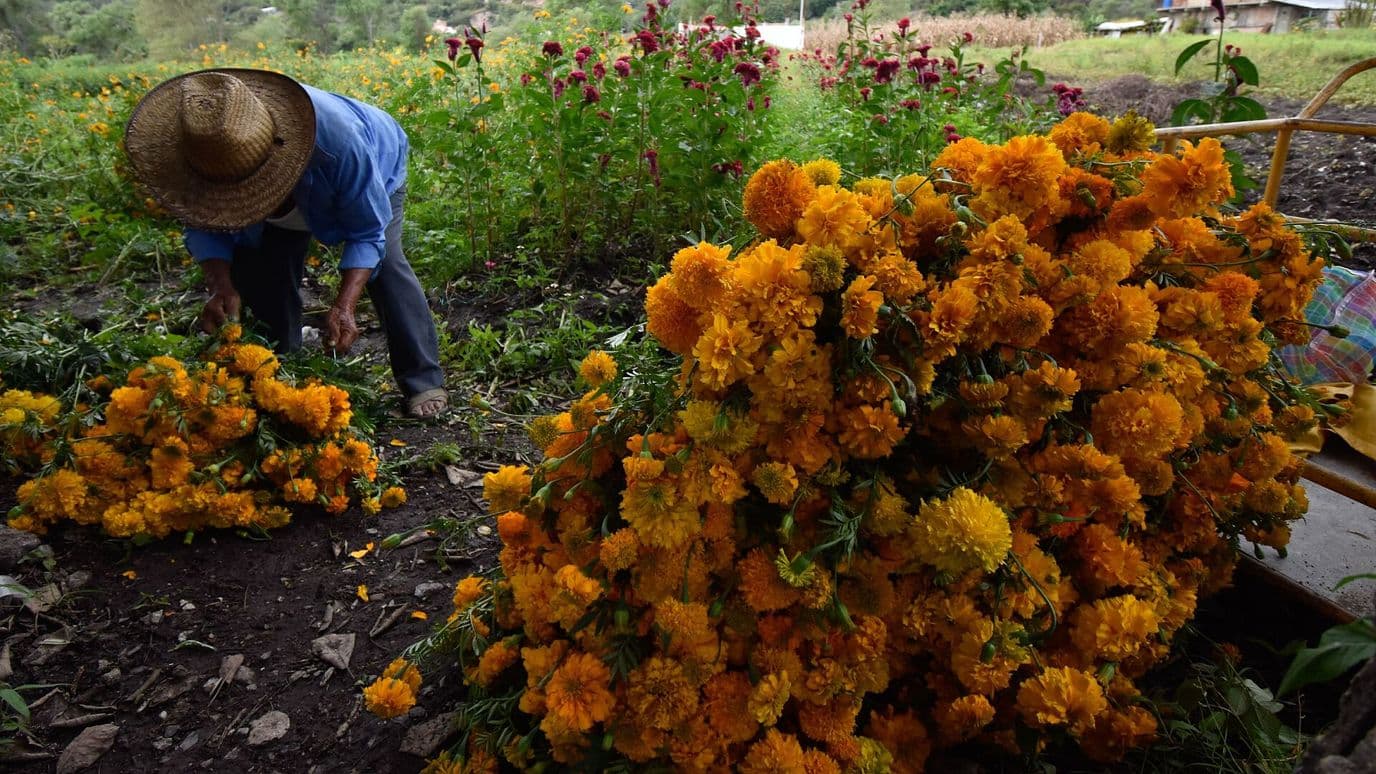 Agricultores Comienzan Corte de Flor de Cempasúchil para Día de Muertos, Guerrero