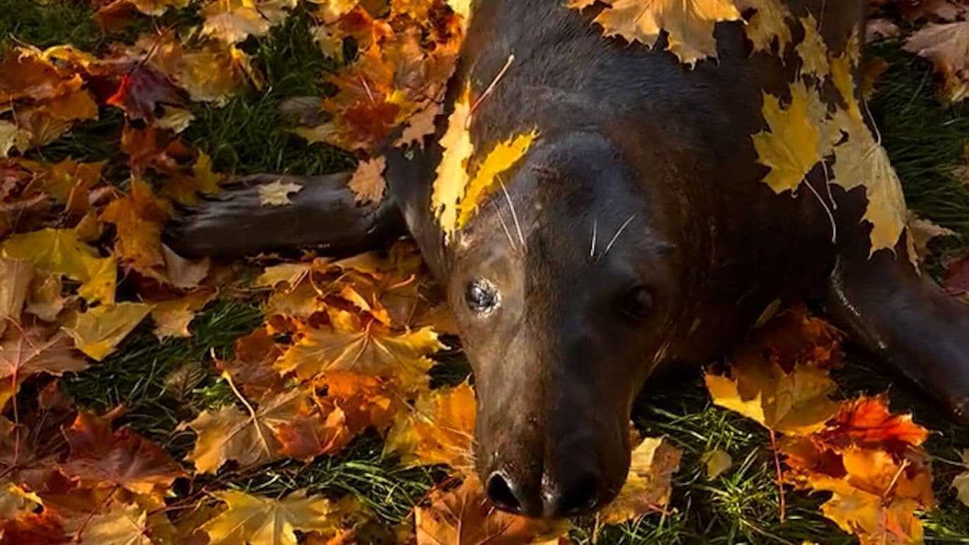 Foca Festeja el Otoño Revolcándose en Hojas en el Zoológico de Borysew