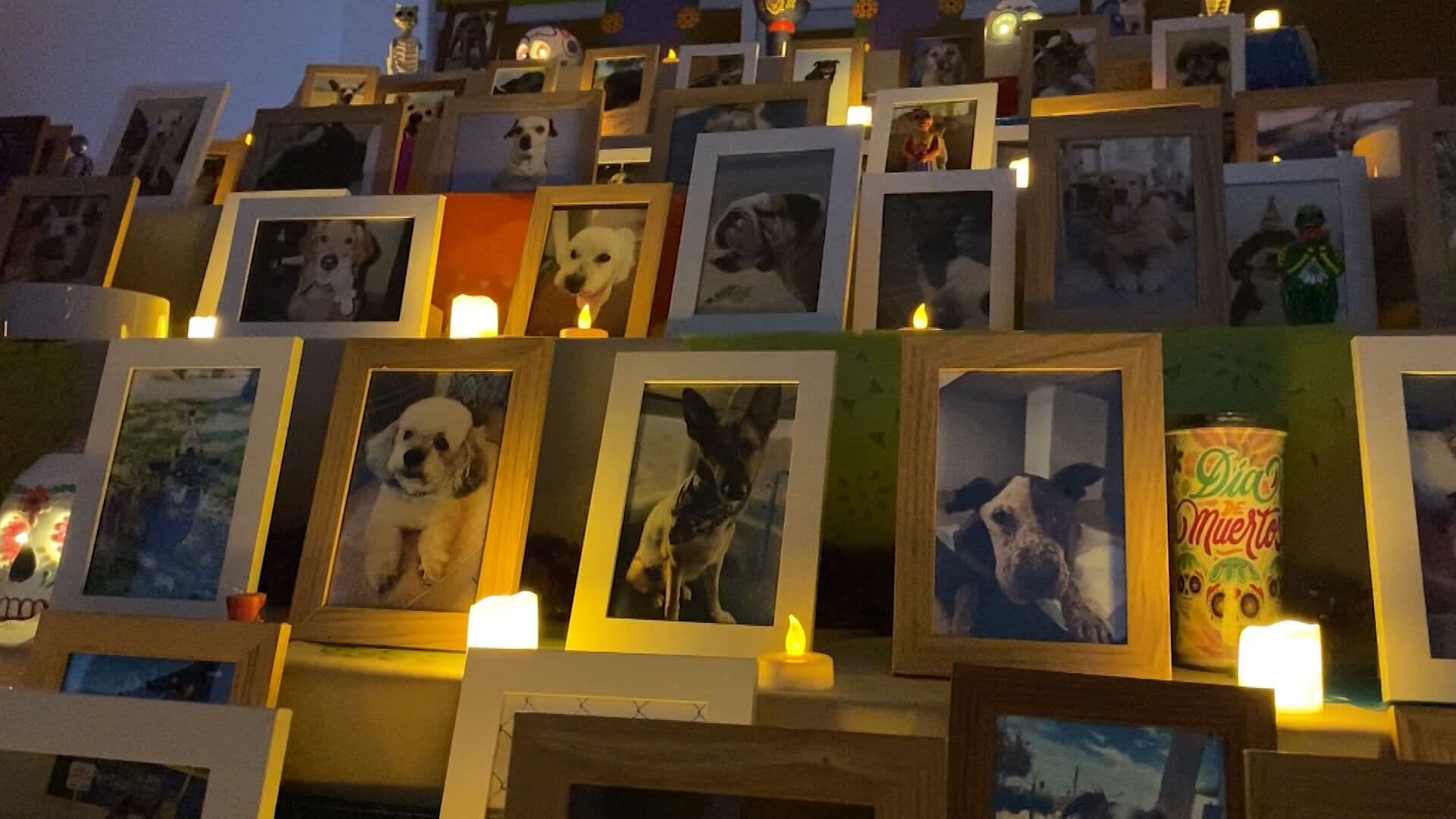 Fundación Lele Honra a Cerca de 80 Mascotas con Altar de Muertos en Tijuana