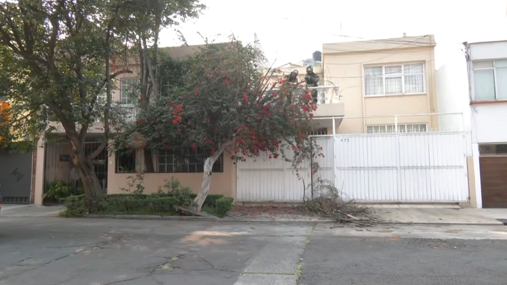 Árbol a punto de Caer Moviliza Cuerpos de Emergencia en Benito Juárez, CDMX