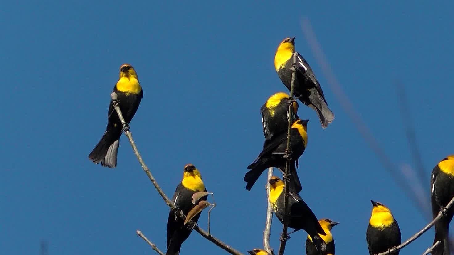 Llegan Aves Migratorias a Jalisco Durante Octubre