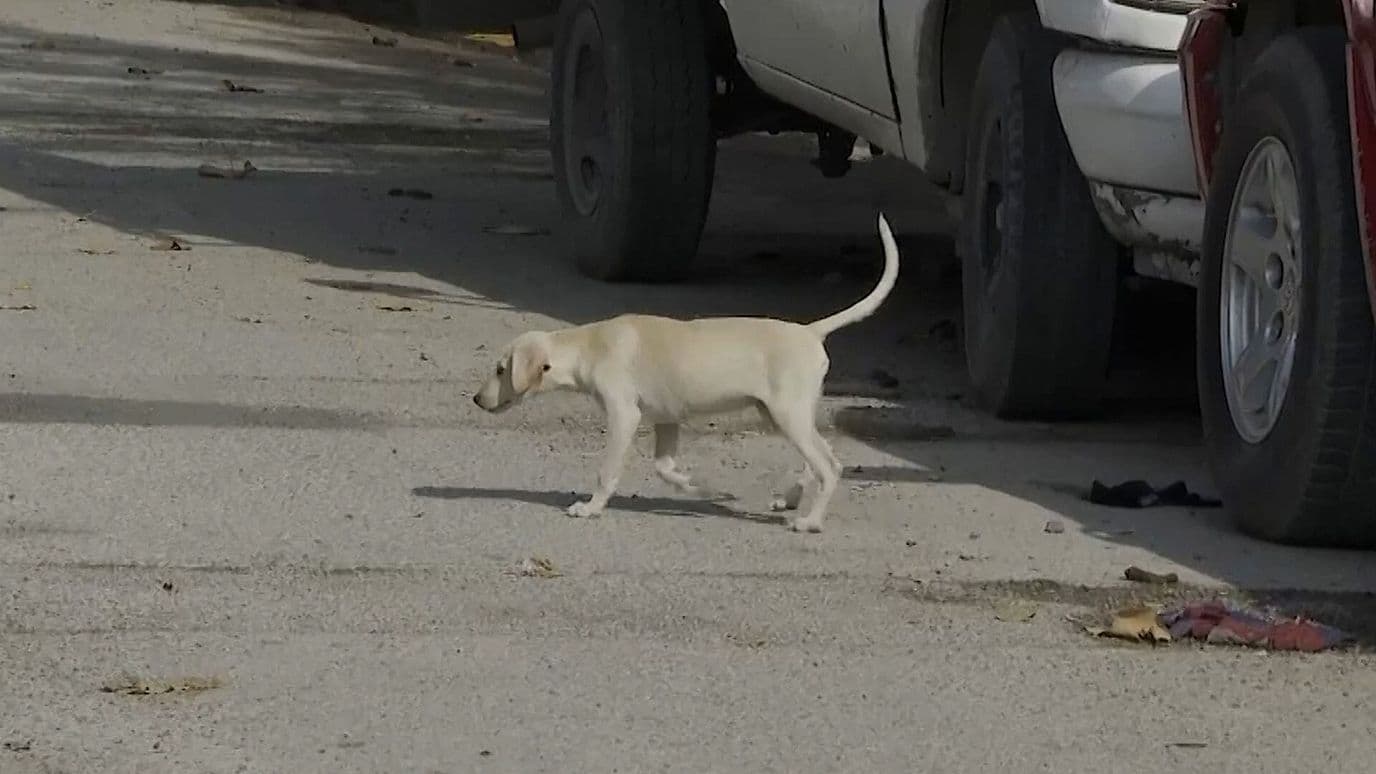 Coahuila Registra 74 Casos de Rickettsia y Más de 40 Defunciones