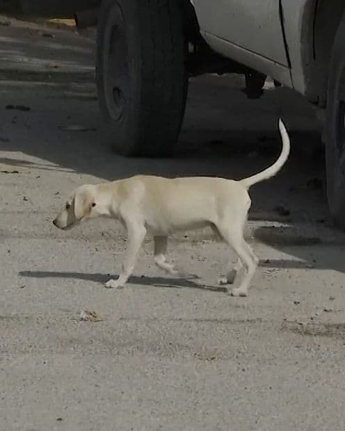 Coahuila Registra 74 Casos de Rickettsia y Más de 40 Defunciones