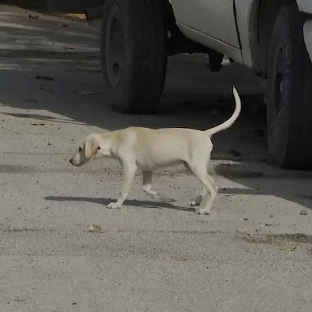 Coahuila Registra 74 Casos de Rickettsia y Más de 40 Defunciones