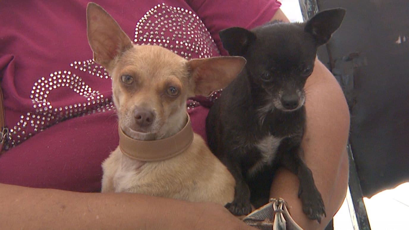 Así Determinan con Quién se Queda el Perro tras Divorcio Abogado Veracruzano Explica