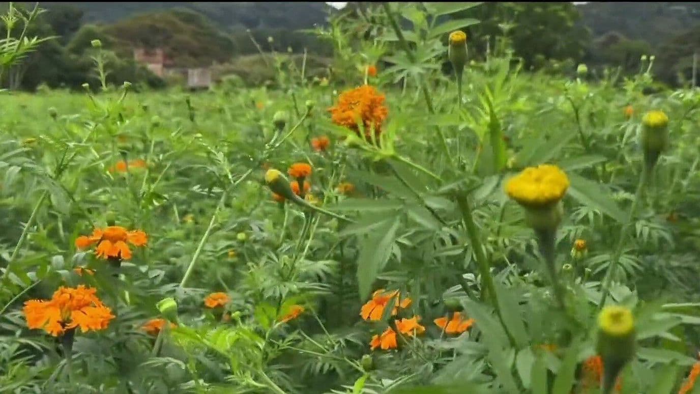 Así Lucen los Campos de Cempasúchil en Veracruz Antes del Día de Muertos