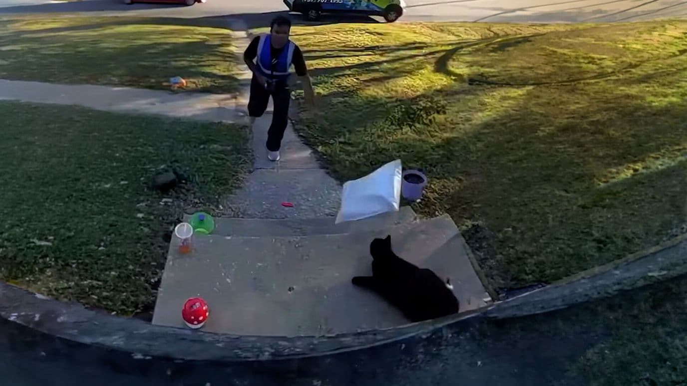 Repartidor Golpea a Propósito a un Gato al Entregar Paquete