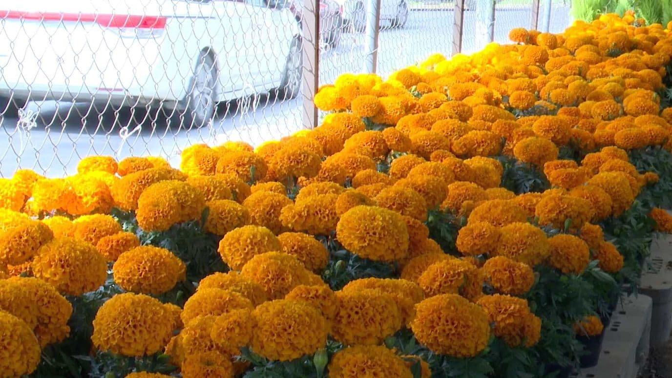 Comerciantes Reconocen Bajas Ventas de Cempasúchil para el Día de Muertos