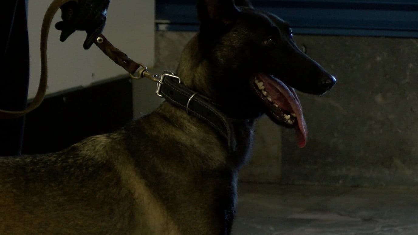 Guardia Nacional Despliega 80 Elementos en Aeropuerto Internacional de Tijuana