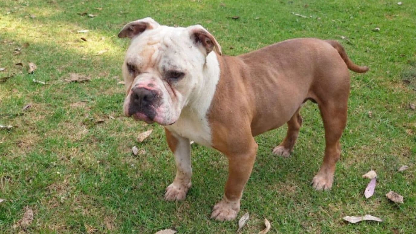 Rescate Perro Encadenado Árbol Lomas de San Miguel Puebla Bienestar Animal