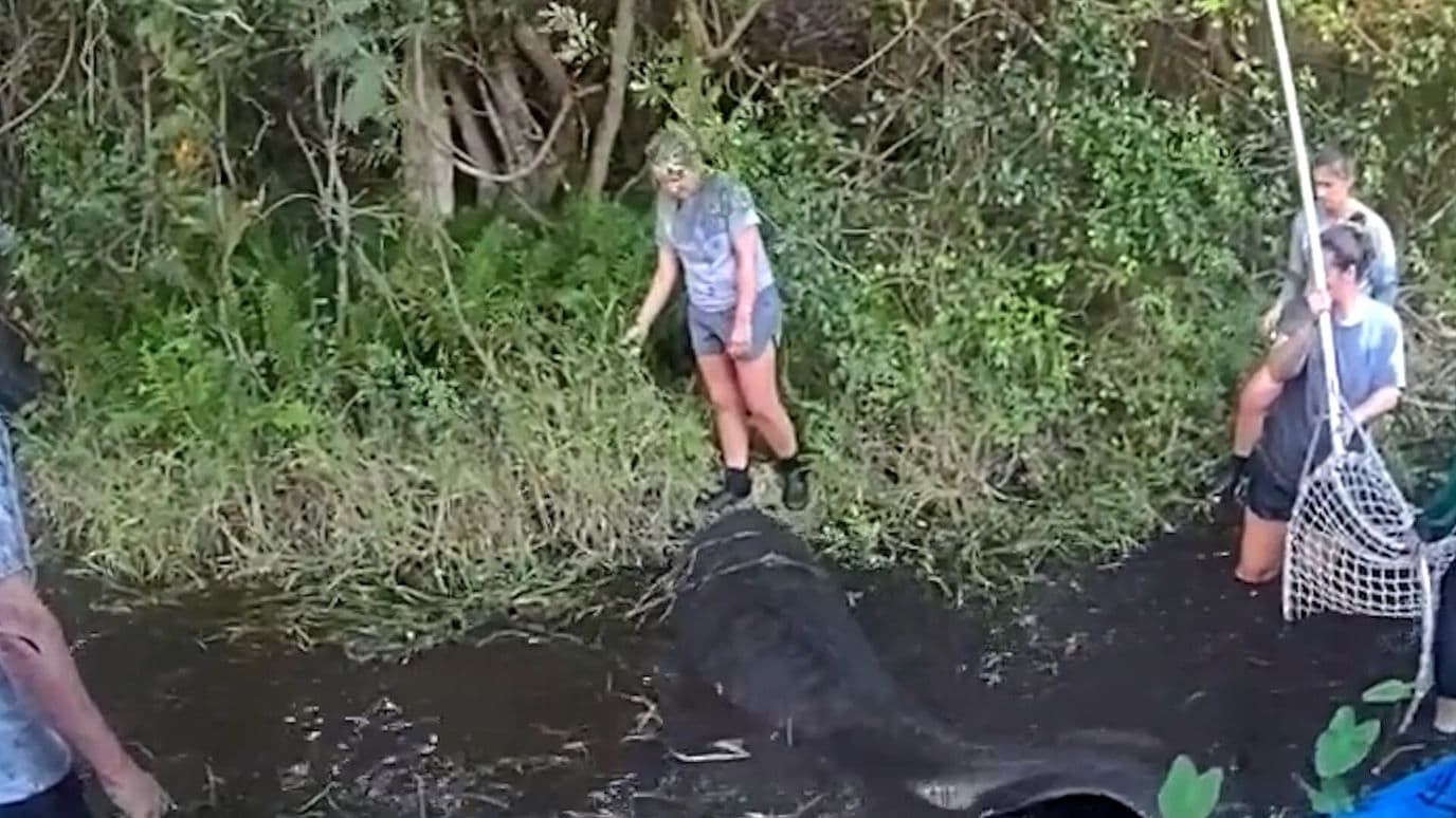 Rescatan a Manatí Atrapado en una Zanja Tras Fuerte Oleaje en Florida