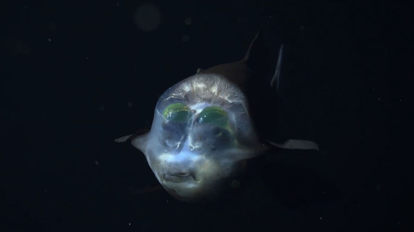 Captan por Primera Vez a un Pez Ojo de Barril en Alta Definición, California