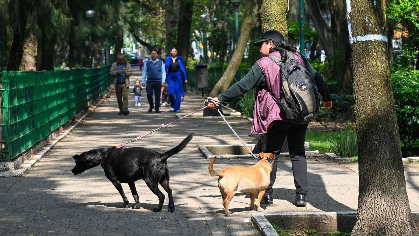 ¿Qué hacer si envenenan a tu perro? Síntomas y primeros auxilios