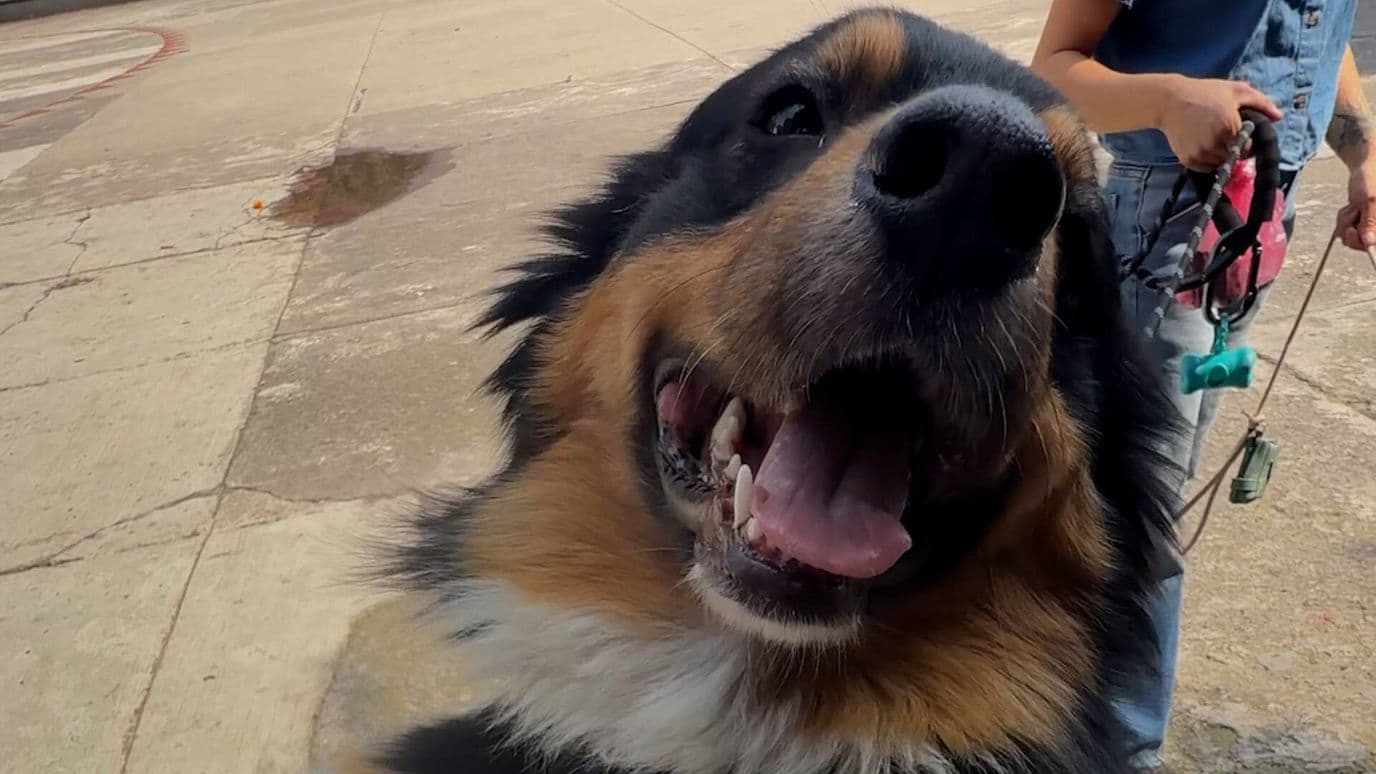 Qué Sabemos del Envenenamiento de Perros en la Condesa