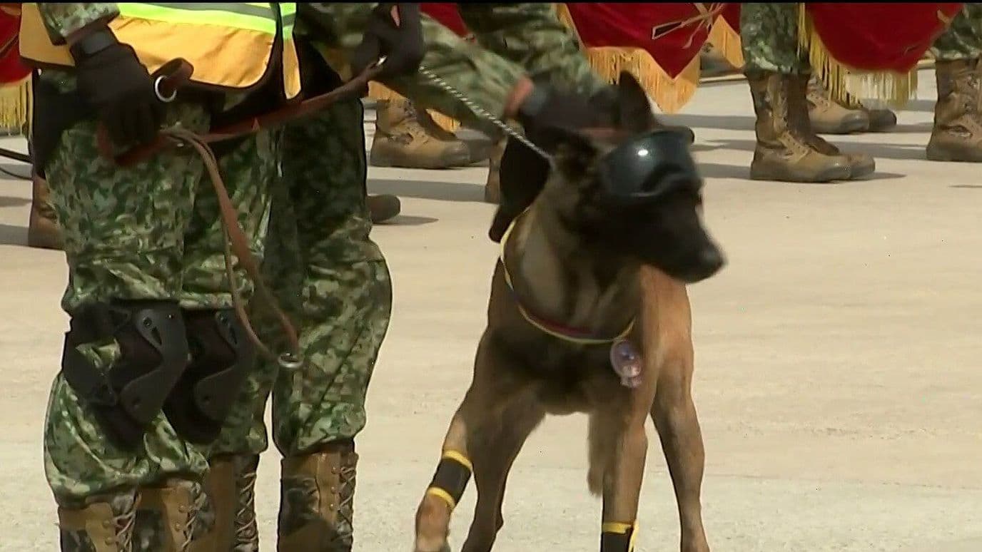 Perro Rescatista del Ejército, Recibe Reconocimiento y se Jubila tras Años de Servicio
