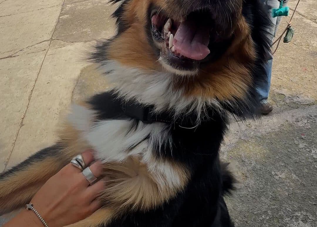 Qué Sabemos del Envenenamiento de Perros en la Condesa