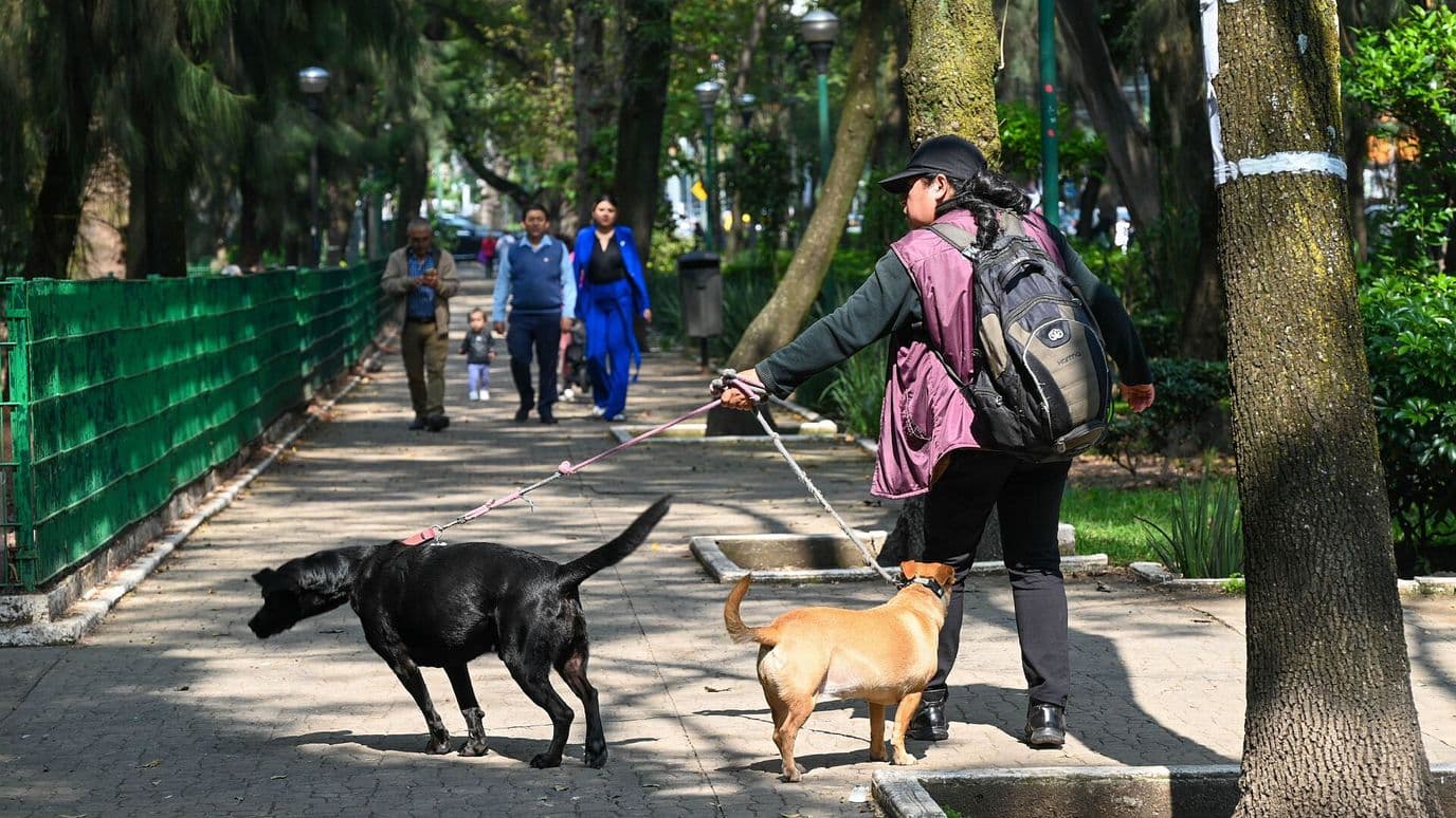 'Es un Asesino': Vecinos de Condesa Hablan de Salvador 'N'; Acusado de Maltrato Animal