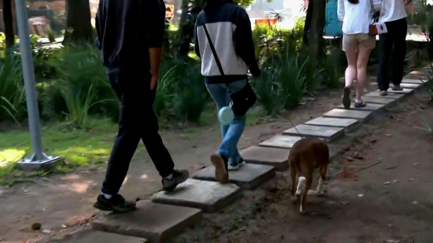 Dueños Retoman Paseos con sus Mascotas tras Detención por Envenenamientos en CDMX