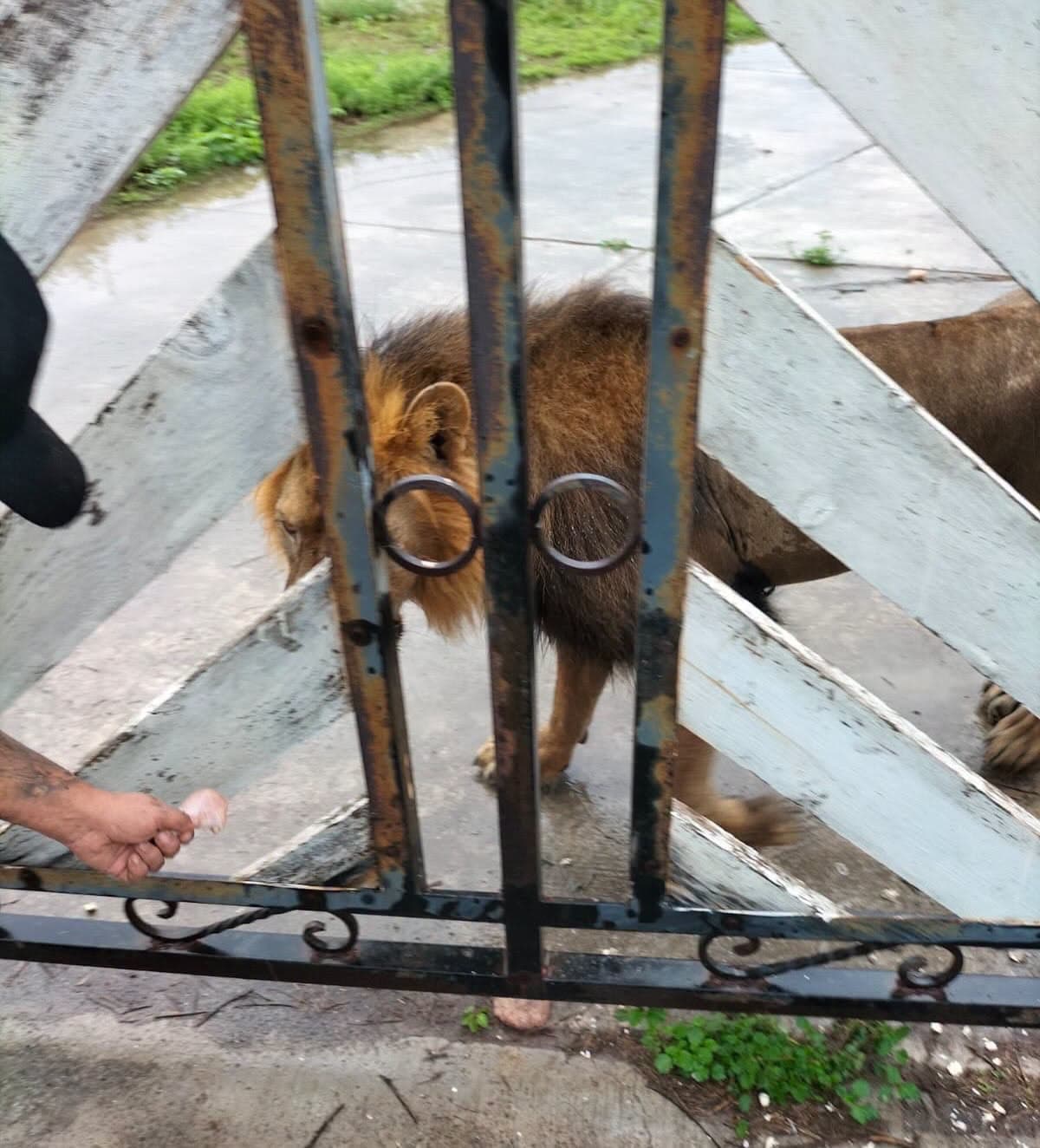 Localizan a León Reportado en el Ejido Bartolina de Matamoros