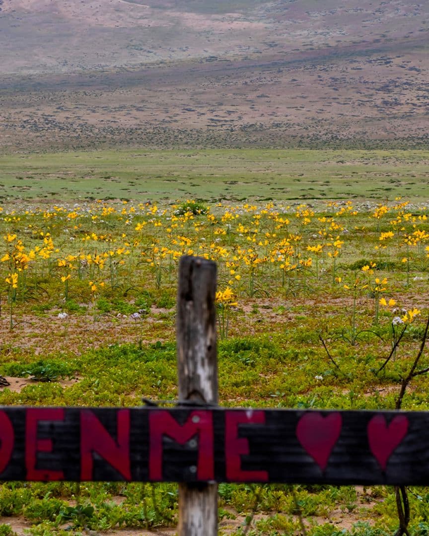 Florece el desierto de Atacama en Chile