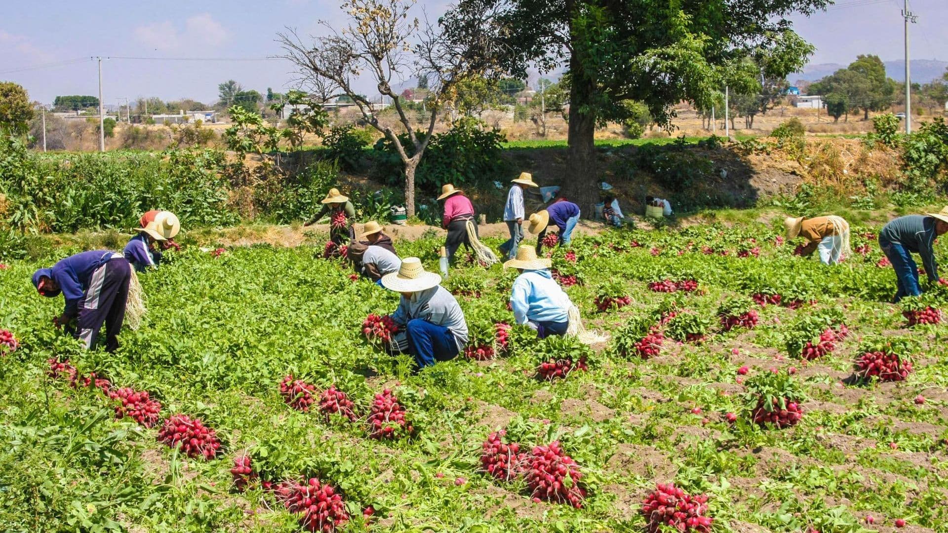 'El Niño' Amenaza la Producción de Alimentos en México por Reducción de Lluvias: UNAM
