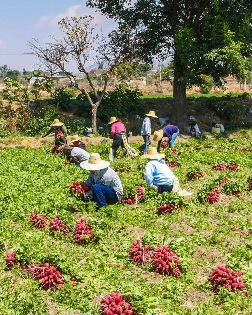 Menos Lluvias por Fenómeno de 'El Niño' Amenazan Producción de Alimentos en México: UNAM