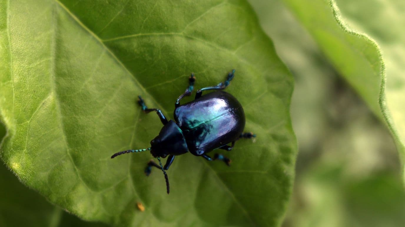 Insectos en México