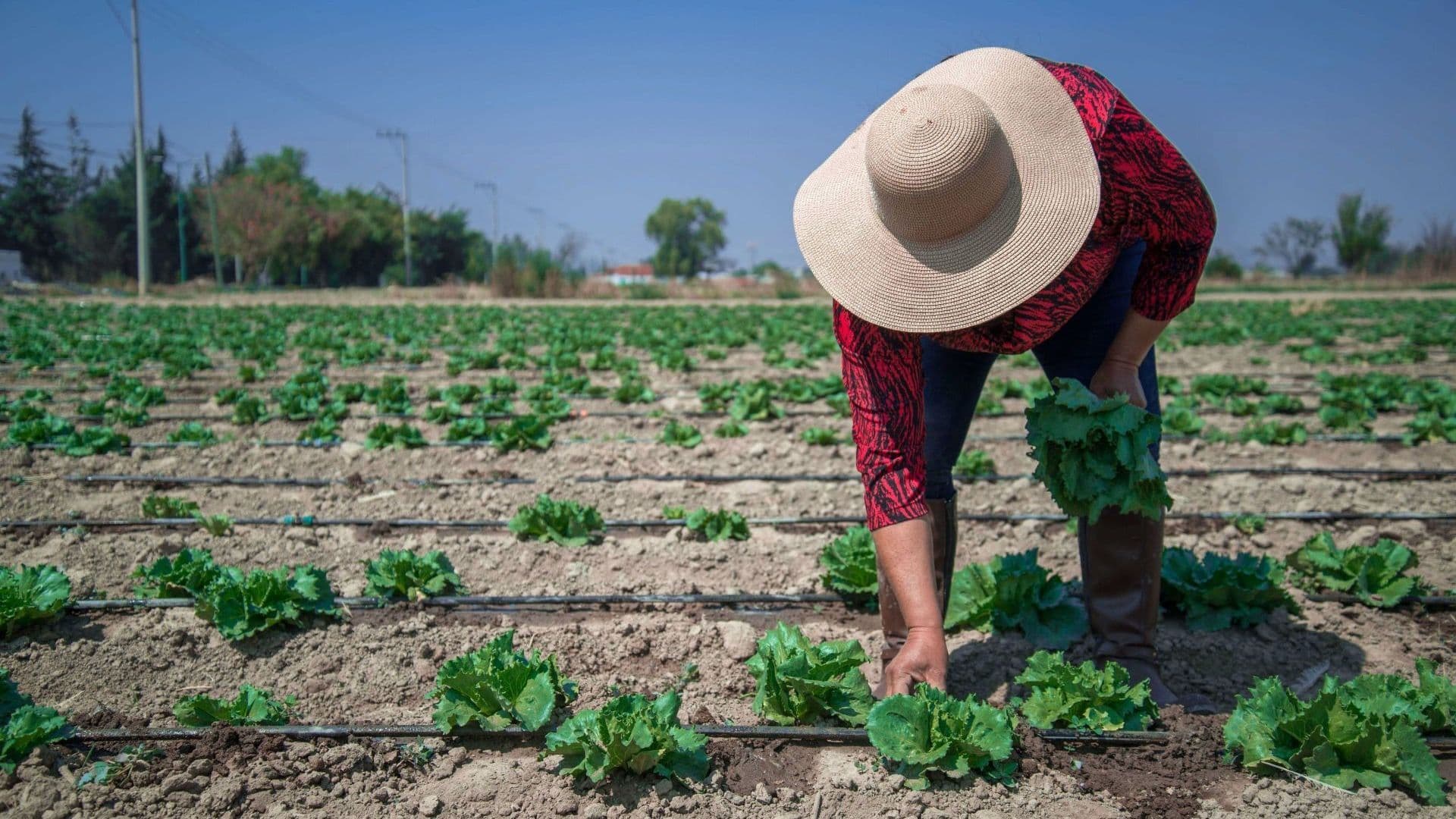Cultivo de lechuga