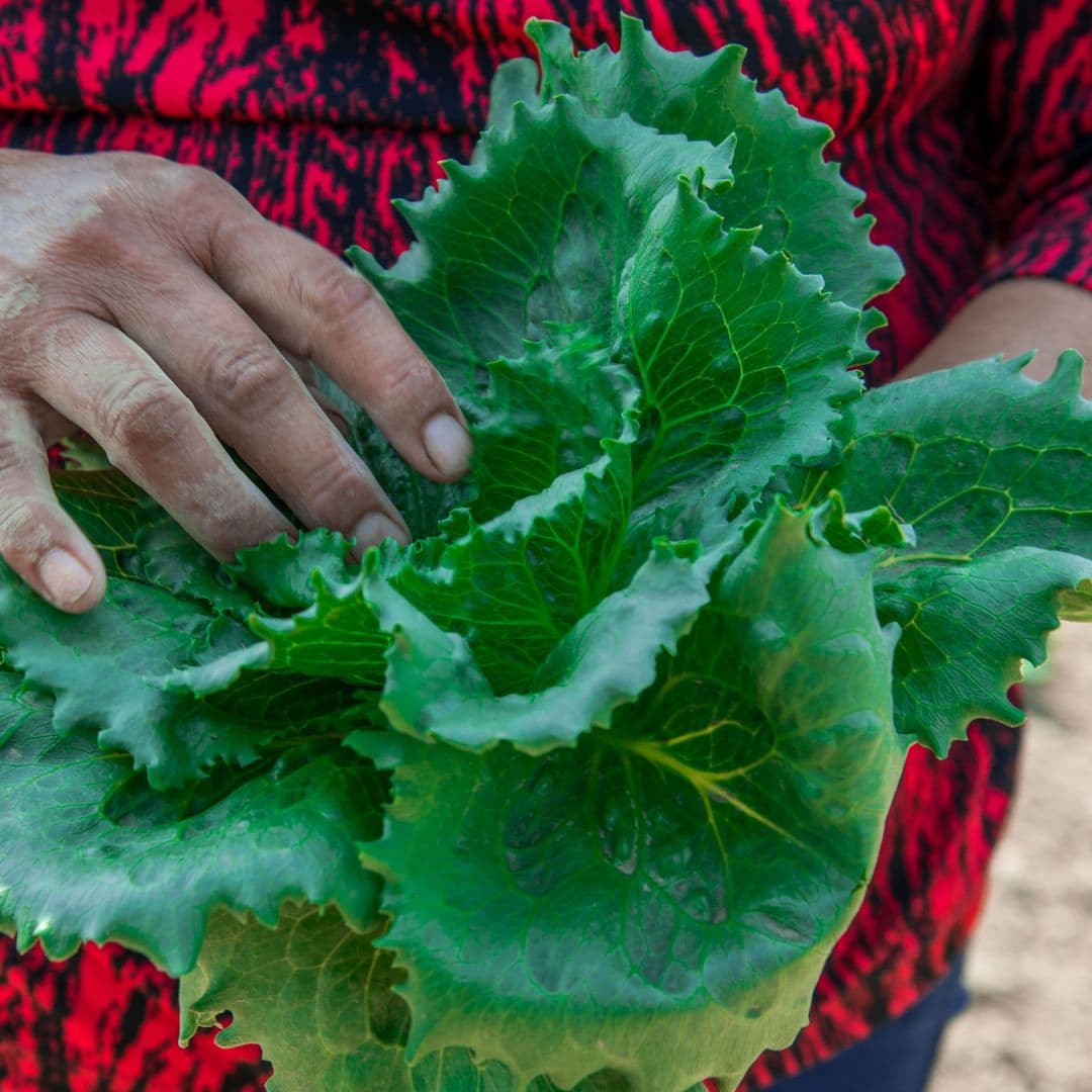 Concluyen Investigaciones por Salmonella y Cyclospora; No Hallan Origen en Productos de México