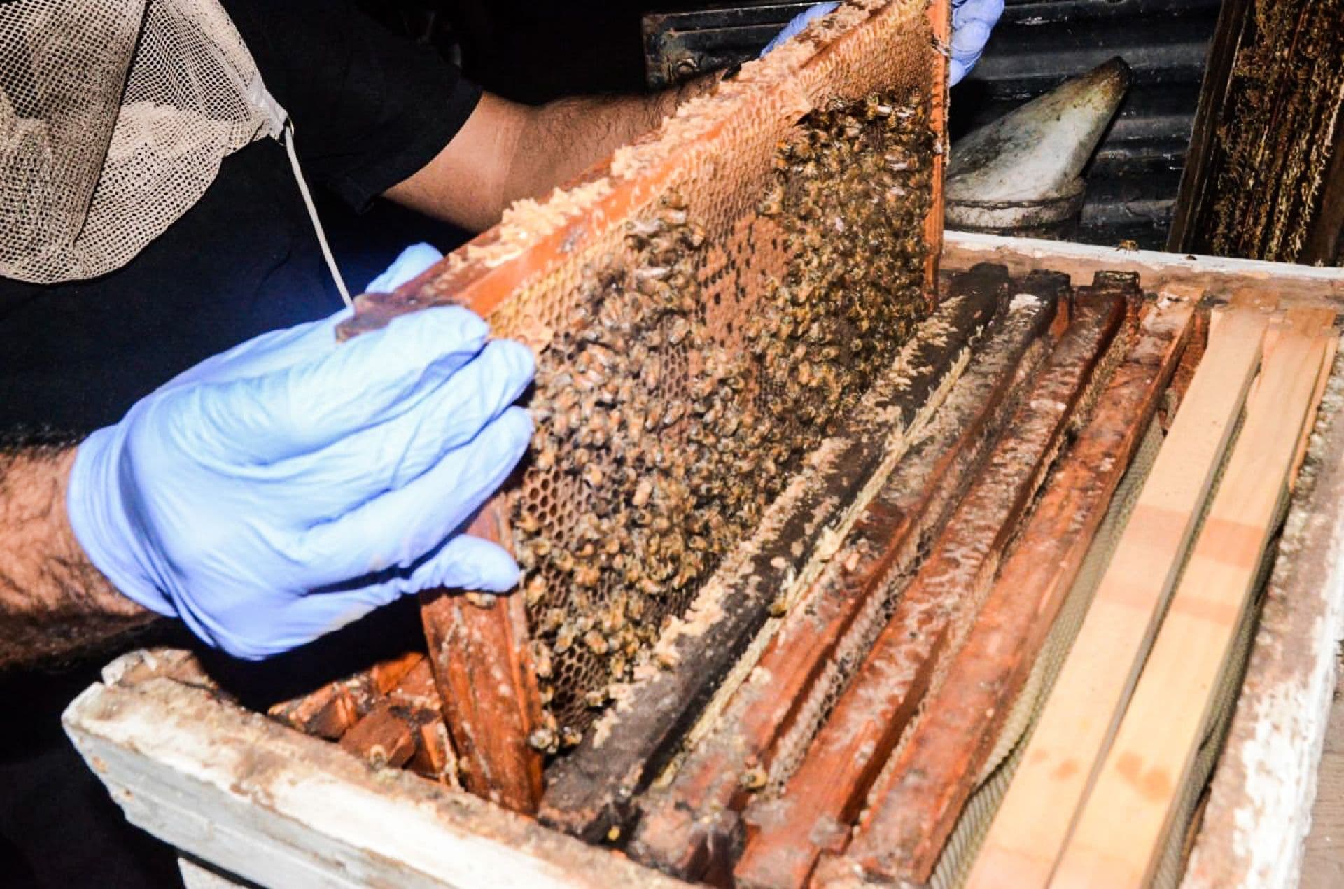 Apicultura de abejas y miel