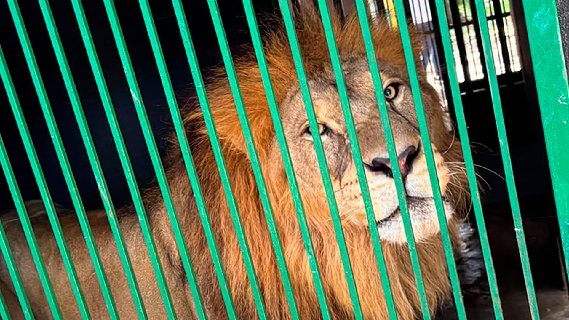 Cateos en Tampico y Altamira Dejan 135 Animales Exóticos Asegurados