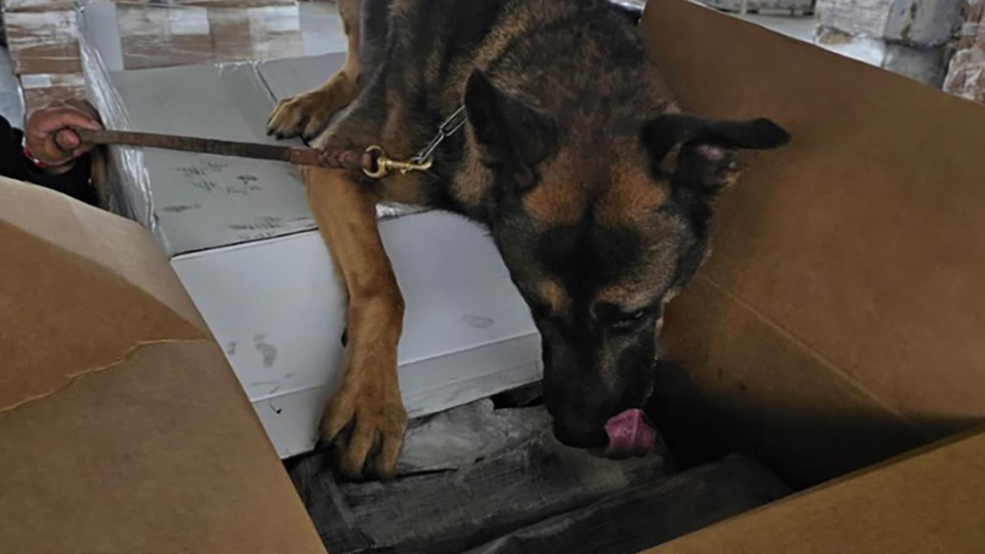 Decomisan Millonario Cargamento de Droga Ocultos en Zona de Exportación en Tijuana, BC