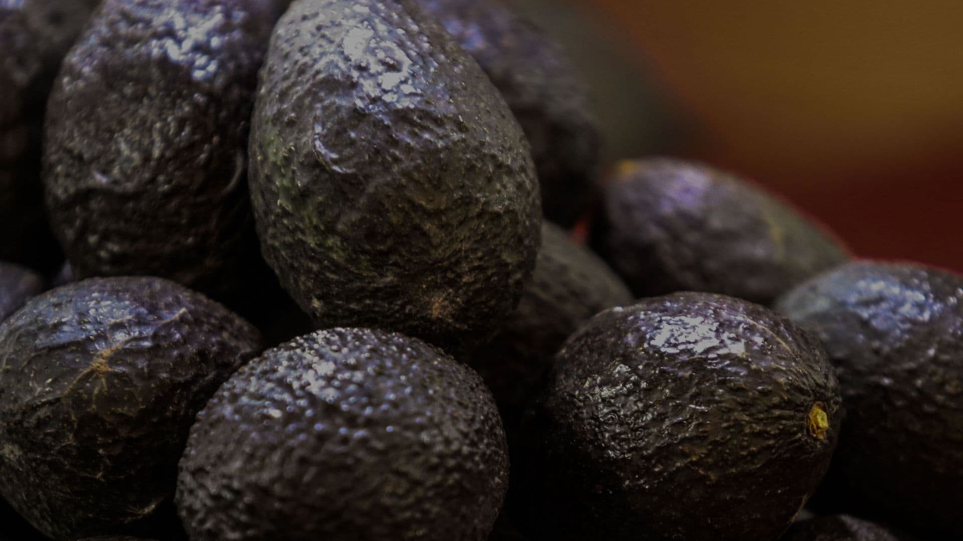 Aguacate mexicano. Foto: Cuartoscuro