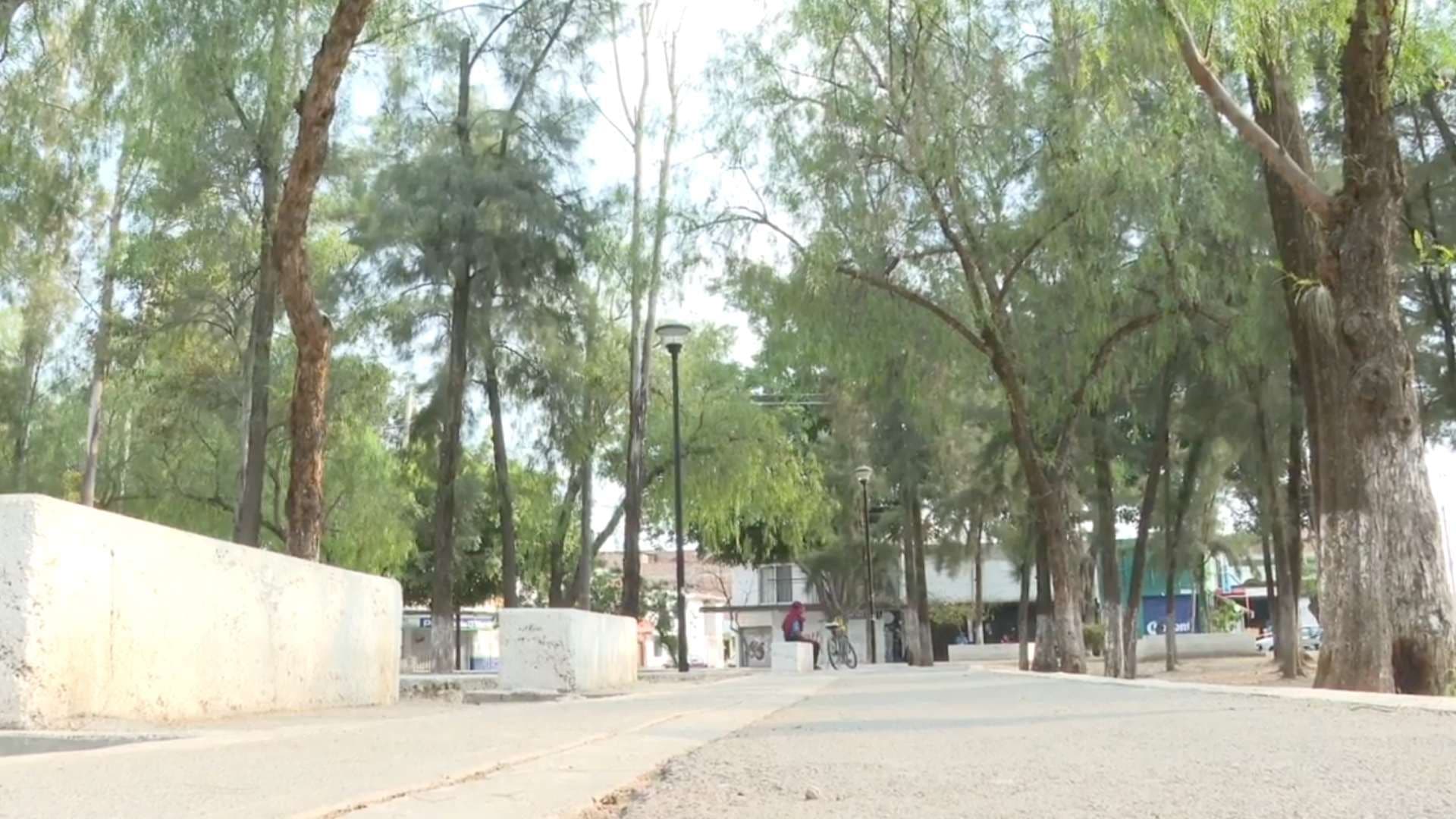 ¿Cuáles Son las Plantas y Árboles que Crecen en Guanajuato?; Lista de Recomendaciones