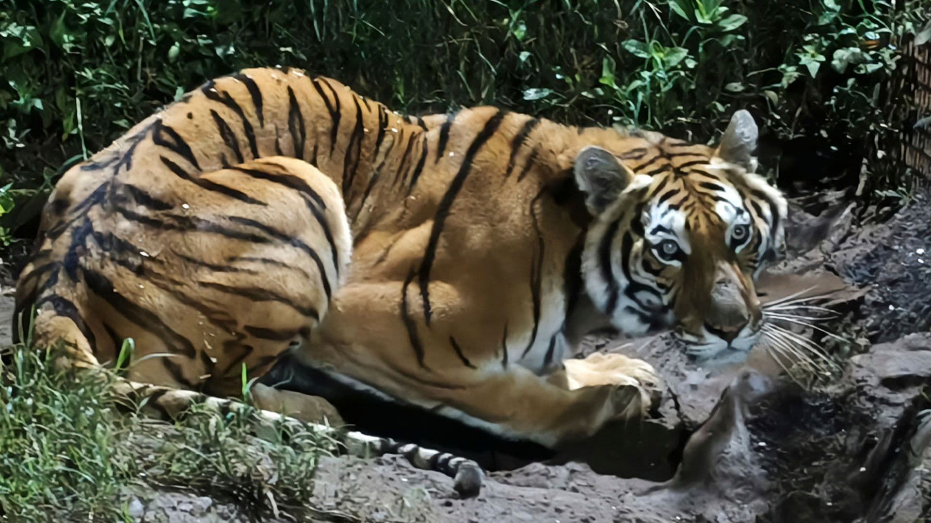 Decomisan Otro Tigre de Bengala, ahora en Michoacán: Así Encontraron al Ejemplar en Peribán