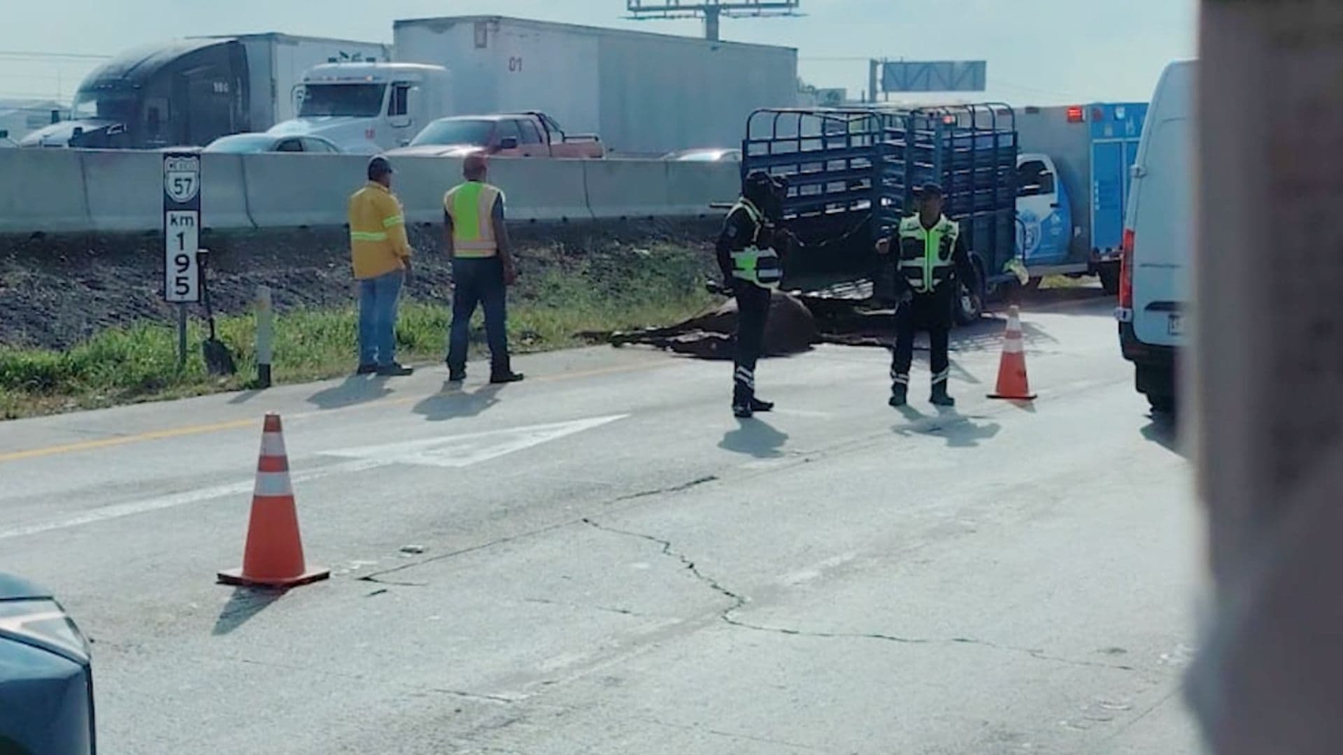 Atropellan y Matan a Tres Caballos en El Colorado