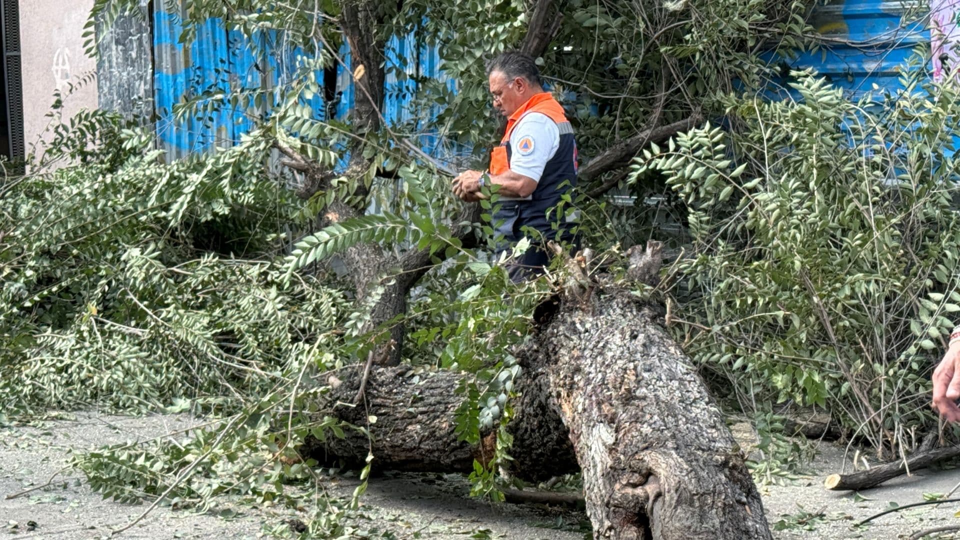 Árbol Colapsa en la Colonia Centro de CDMX