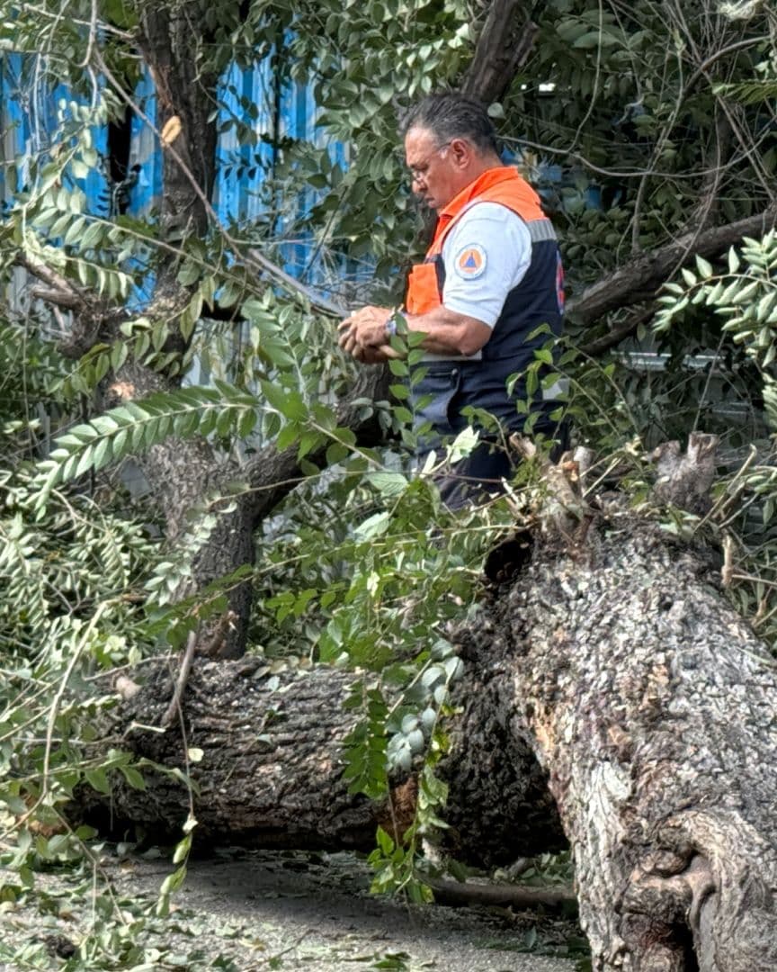 Árbol Colapsa en la Colonia Centro de CDMX