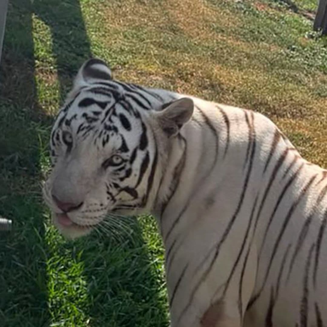 Rescatan 135 Animales Exóticos en Tamaulipas