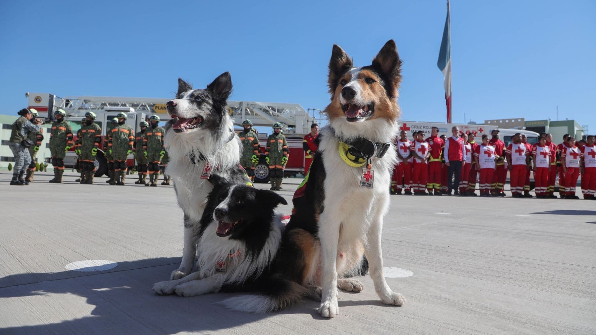 Perritos Rescatistas de la Cruz Roja Mexicana: Así es la Labor de los Héroes de Cuatro Patas