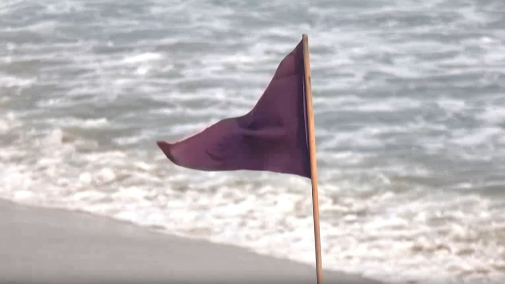 Colocan Bandera Morada en Playas de Colima por Alerta de Fauna Nociva