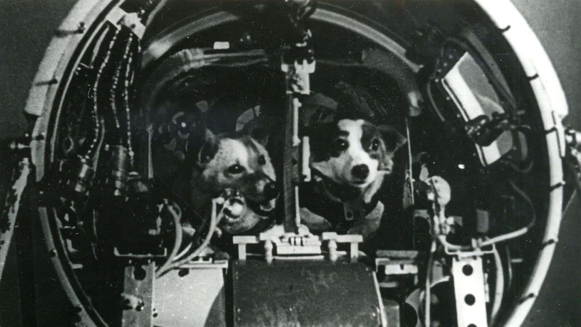 Belka y Strelka durante el trabajo en la Sputnik V