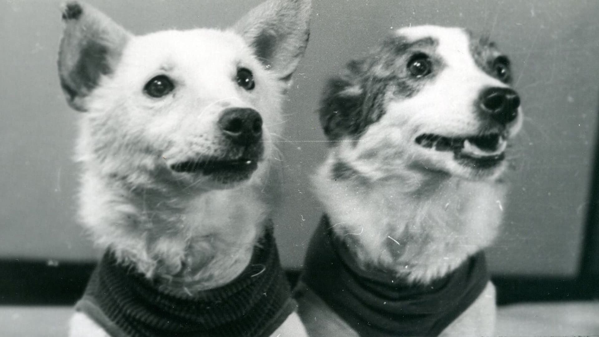 Belka y Strelka tras volver del espacio