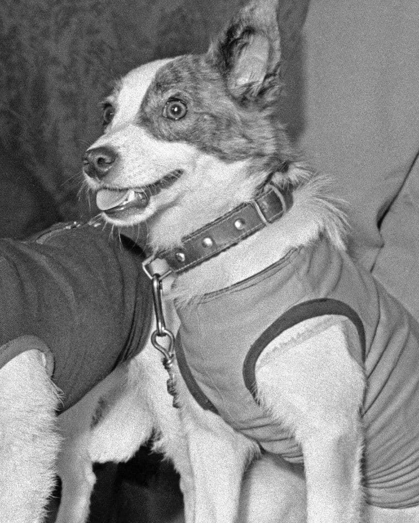 Belka y Strelka